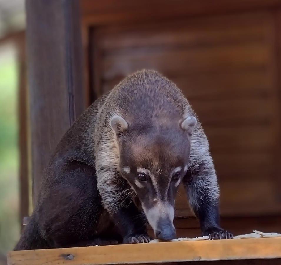 Hotel Jaguar Inn Tikál Zewnętrze zdjęcie